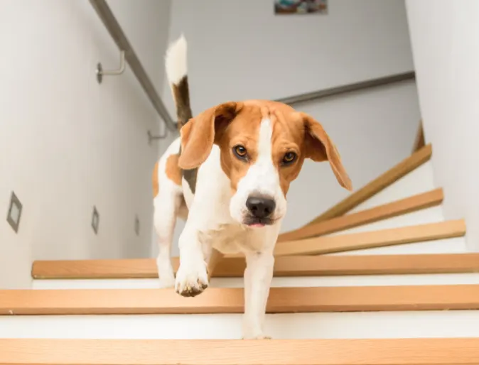 Small dog walking down the stairs